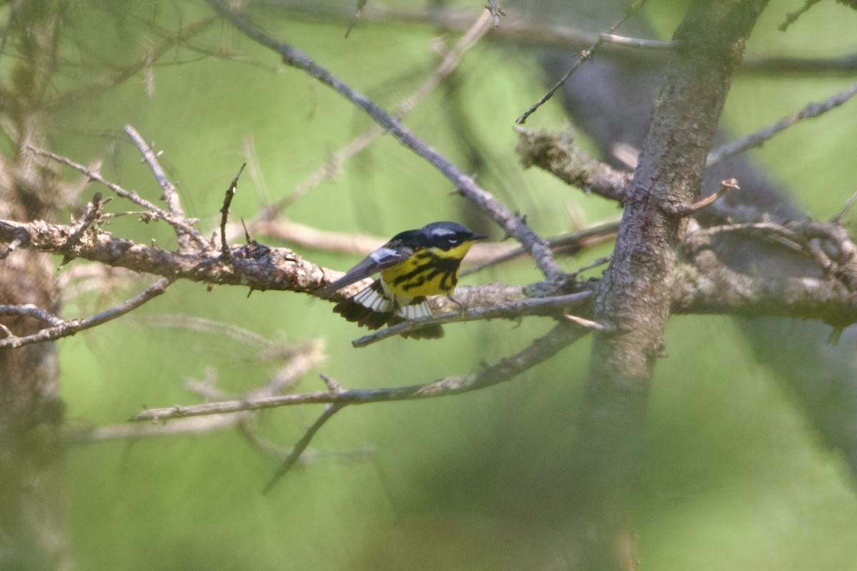 Magnolia Warbler - ML645850736