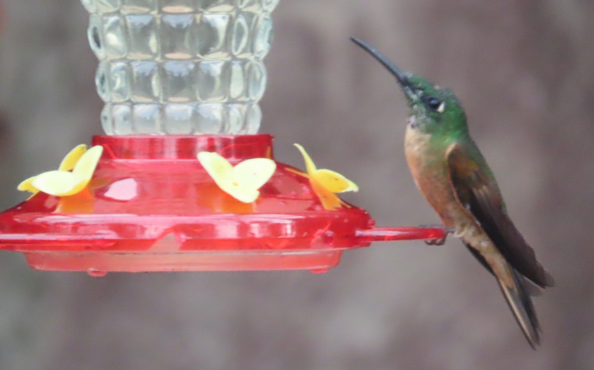 チャムネテリハチドリ - ML645850743