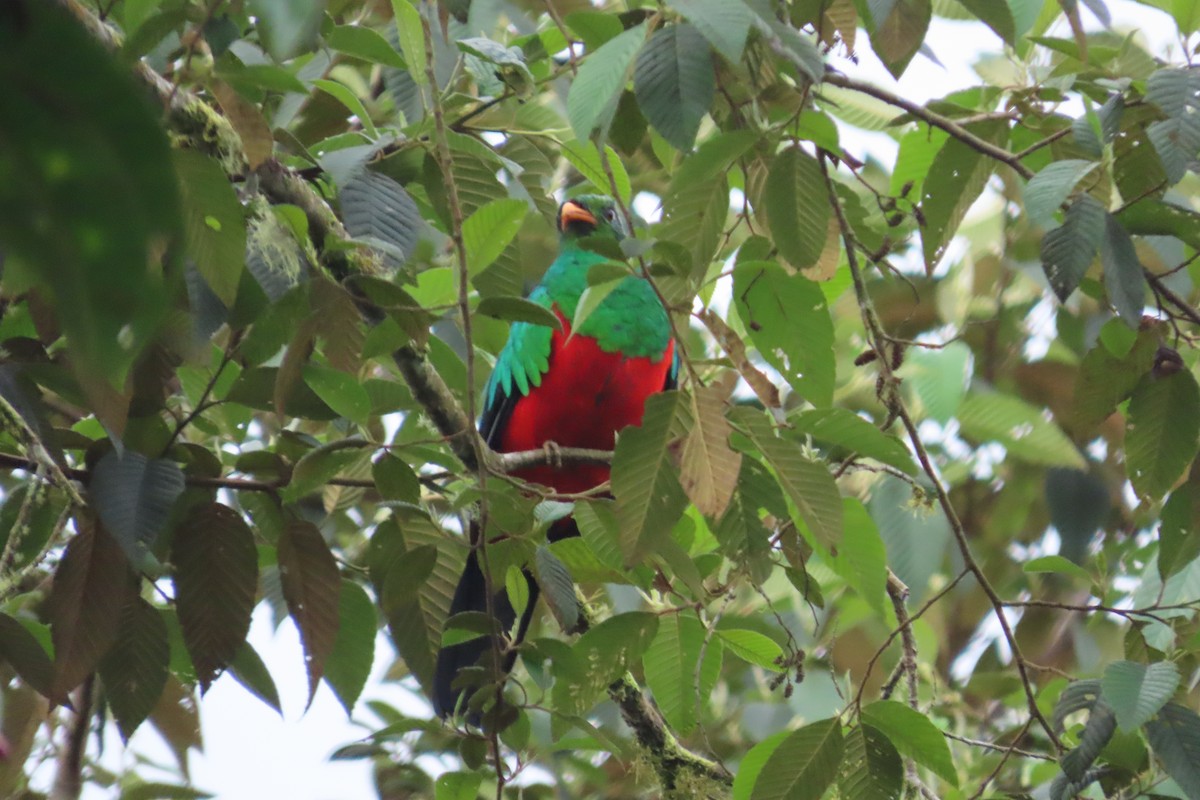 Golden-headed Quetzal - ML645850748