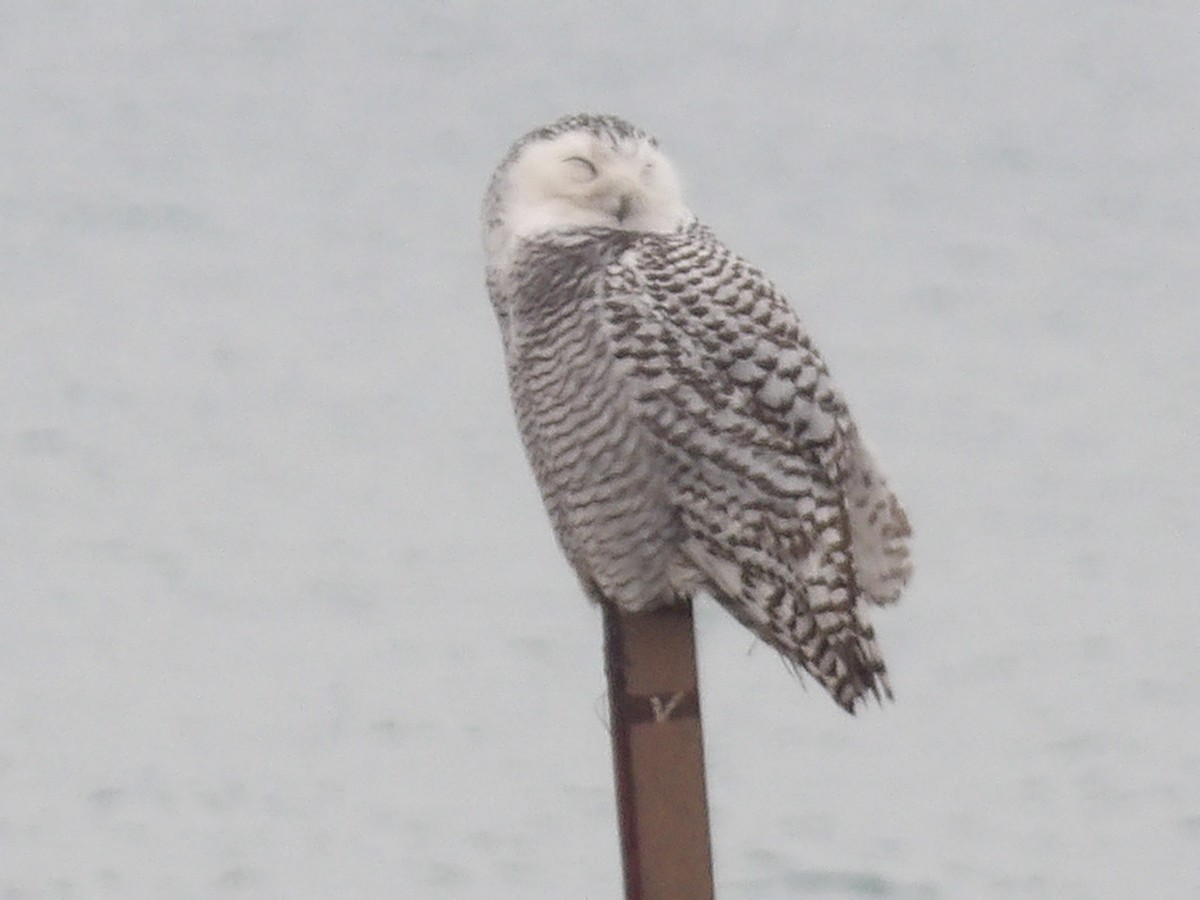 לילית שלג - ML645850756