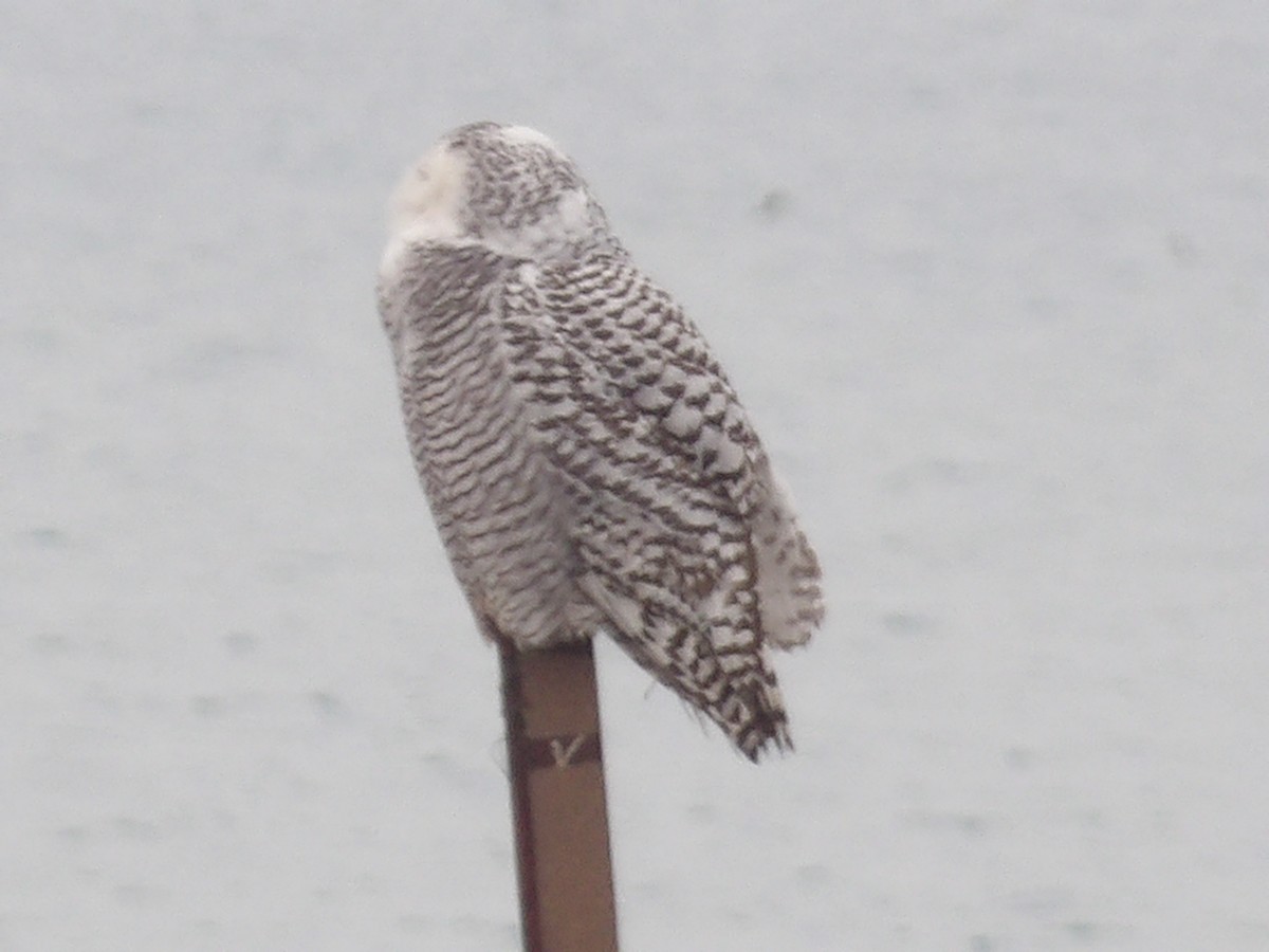 לילית שלג - ML645850757