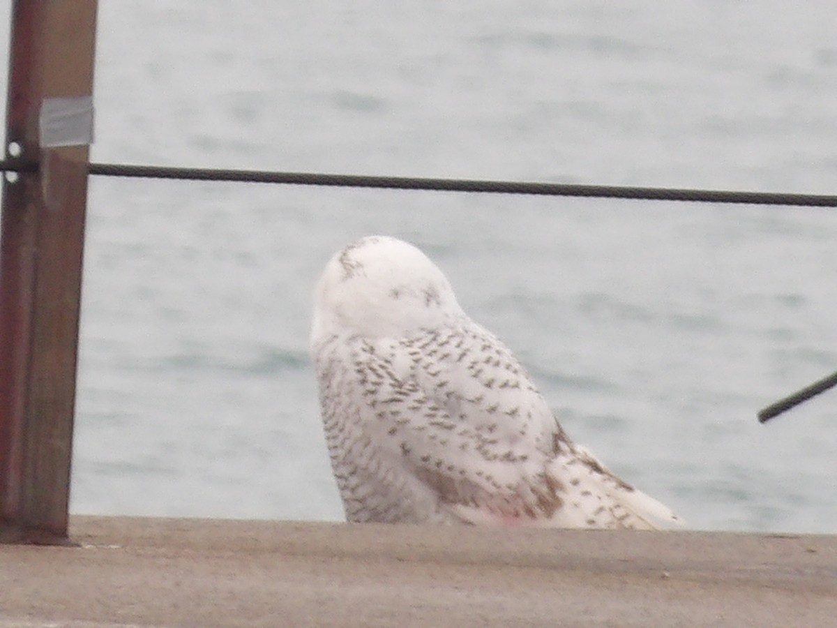 לילית שלג - ML645850758
