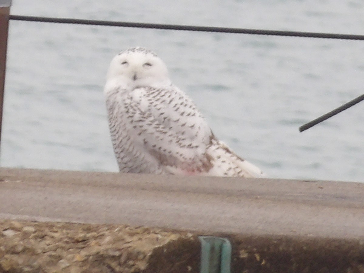 לילית שלג - ML645850759