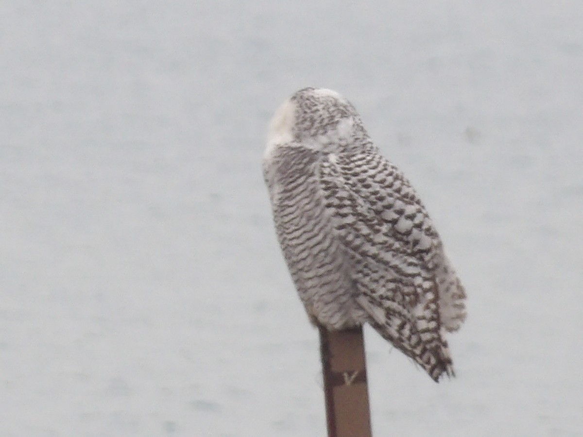 לילית שלג - ML645850760