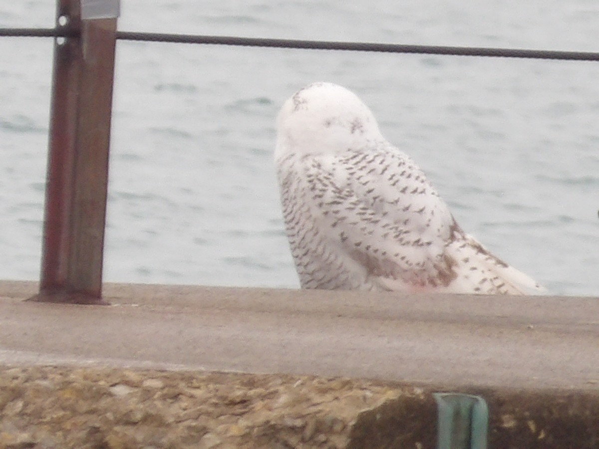 לילית שלג - ML645850761