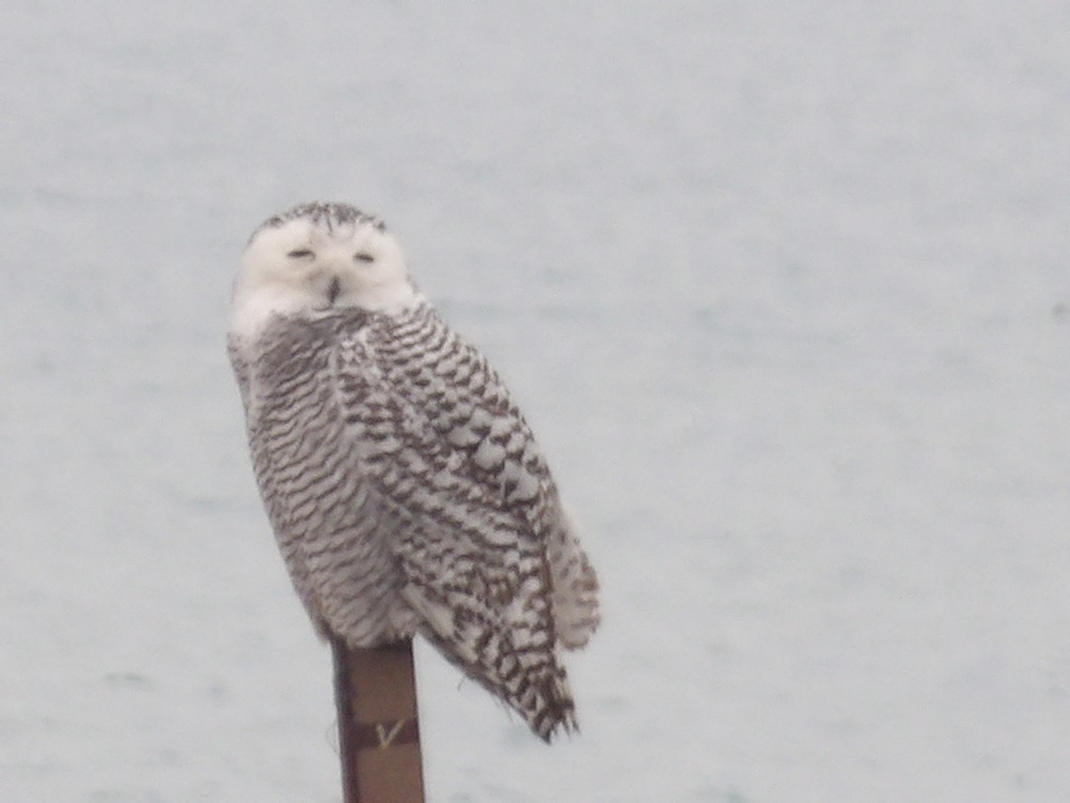 לילית שלג - ML645850762