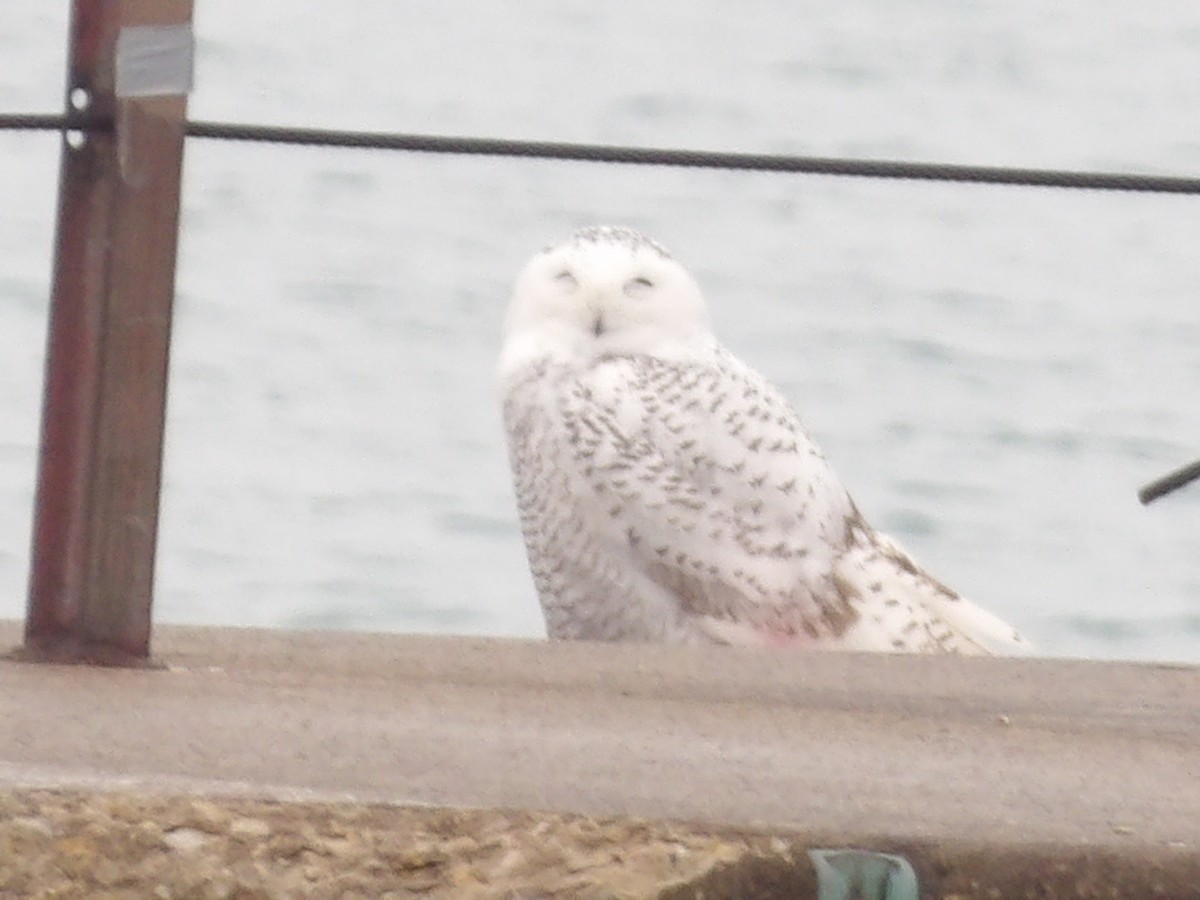 לילית שלג - ML645850763