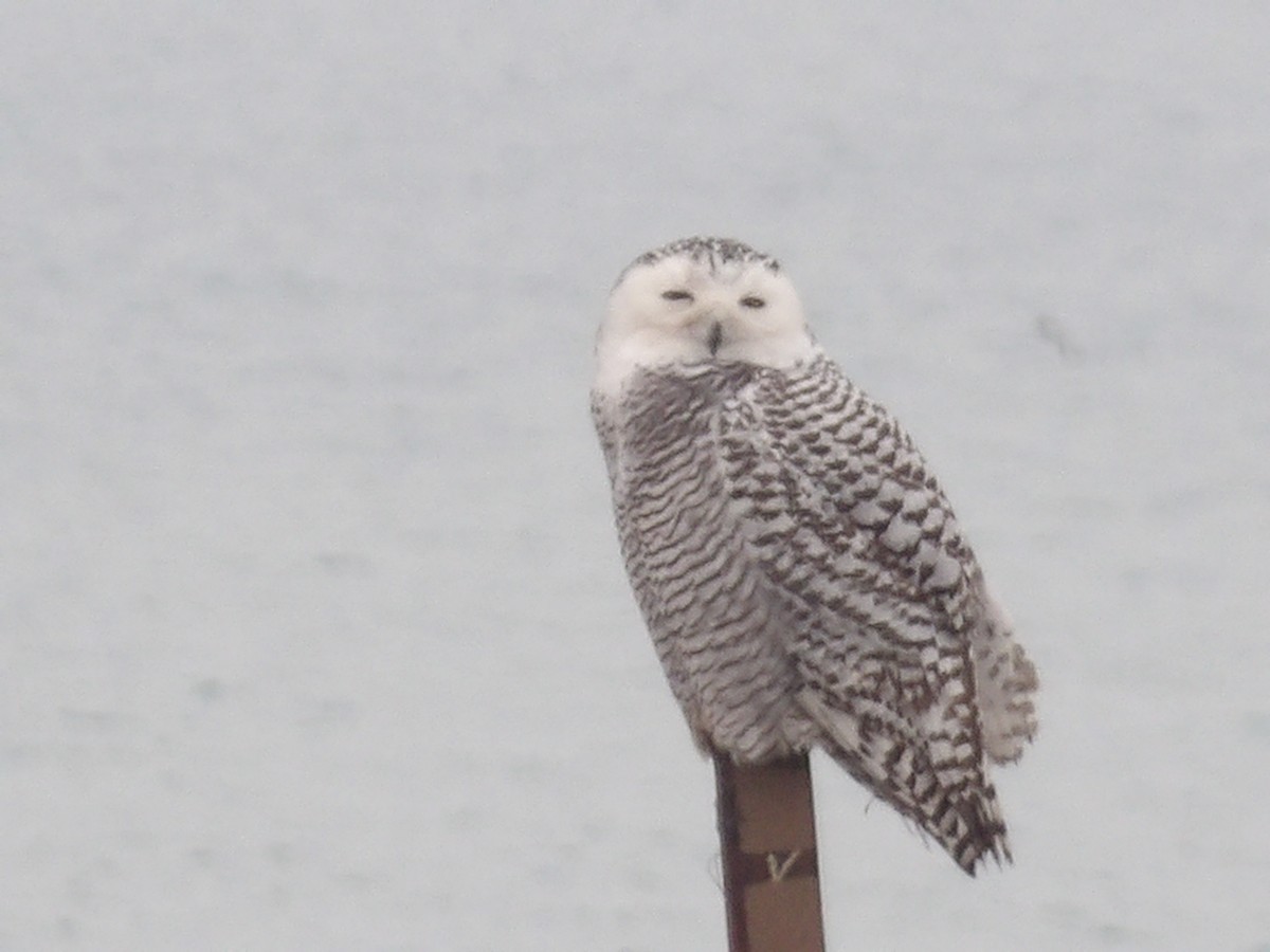 לילית שלג - ML645850764