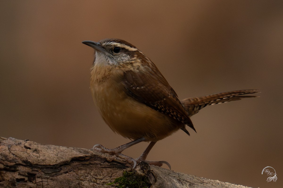 karolinasmett - ML645850766