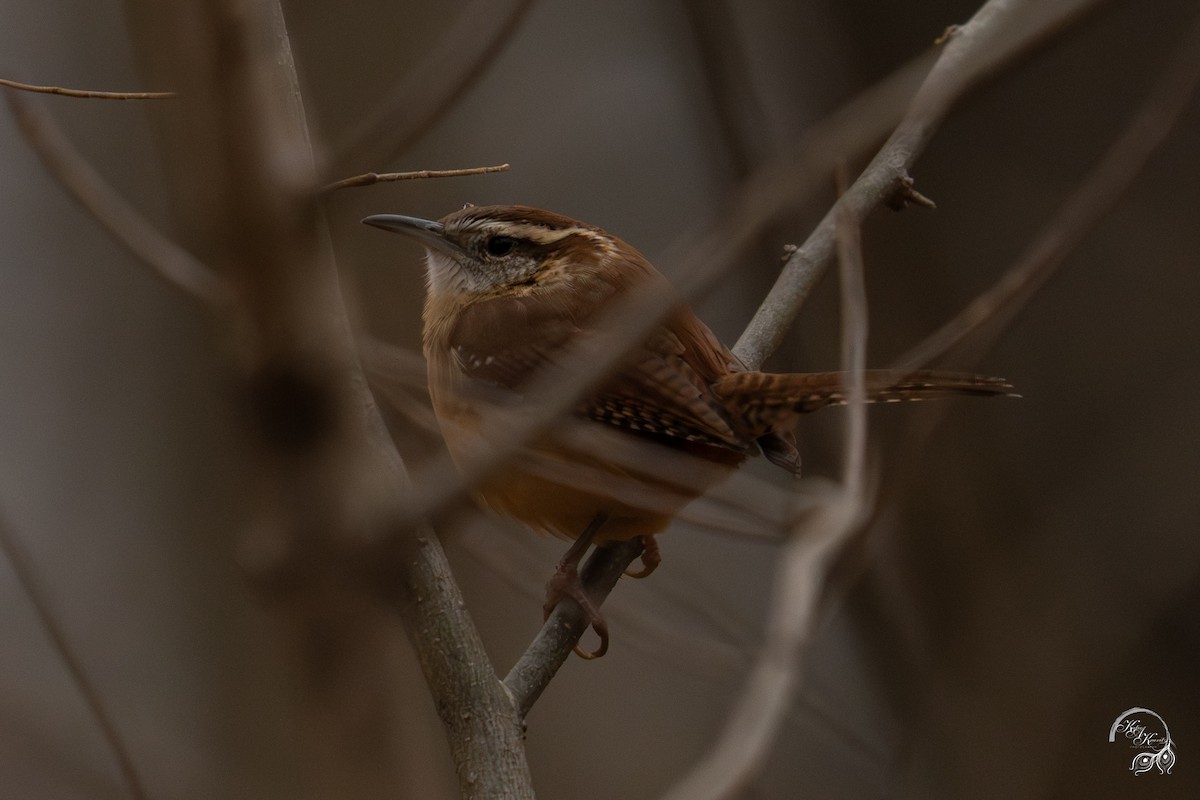 karolinasmett - ML645850767