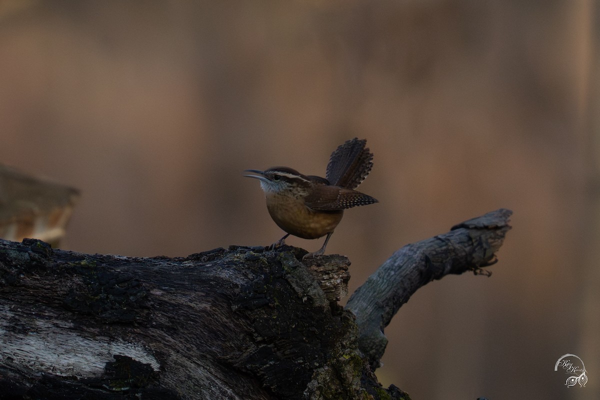 karolinasmett - ML645850768