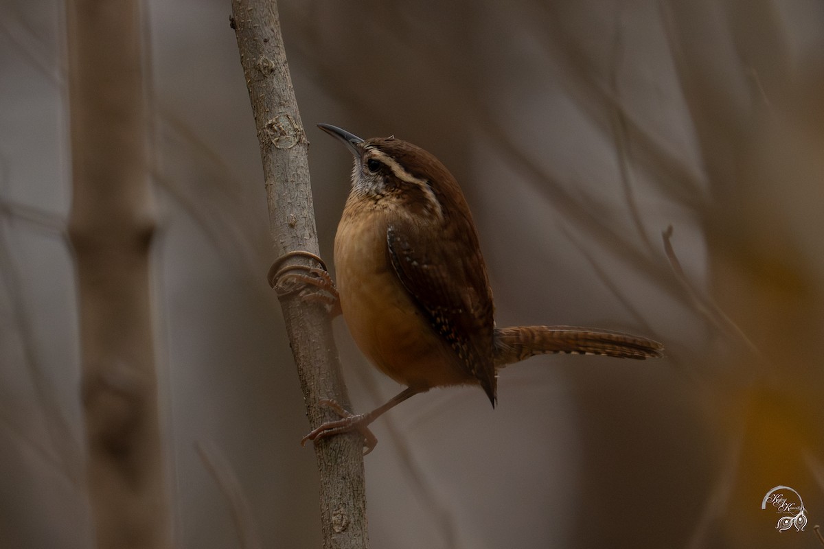 karolinasmett - ML645850769