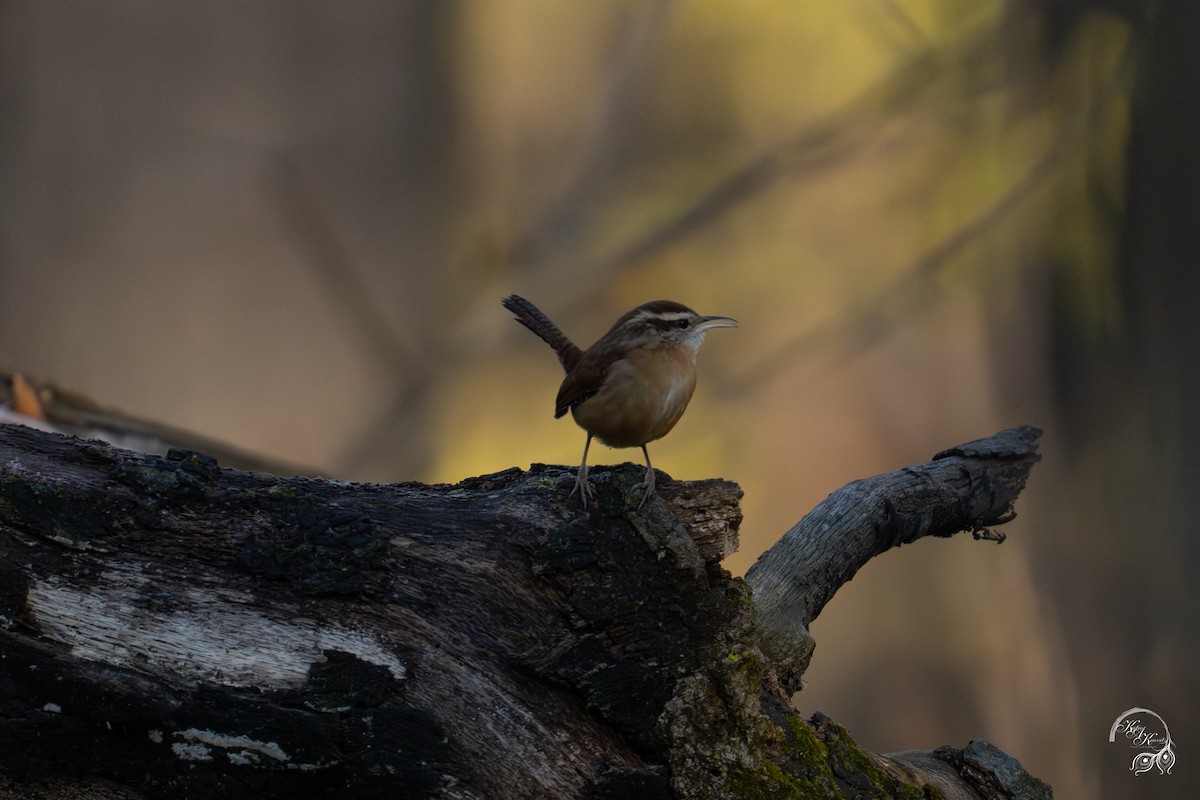 karolinasmett - ML645850770