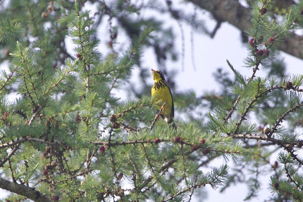 Paruline du Canada - ML645850771