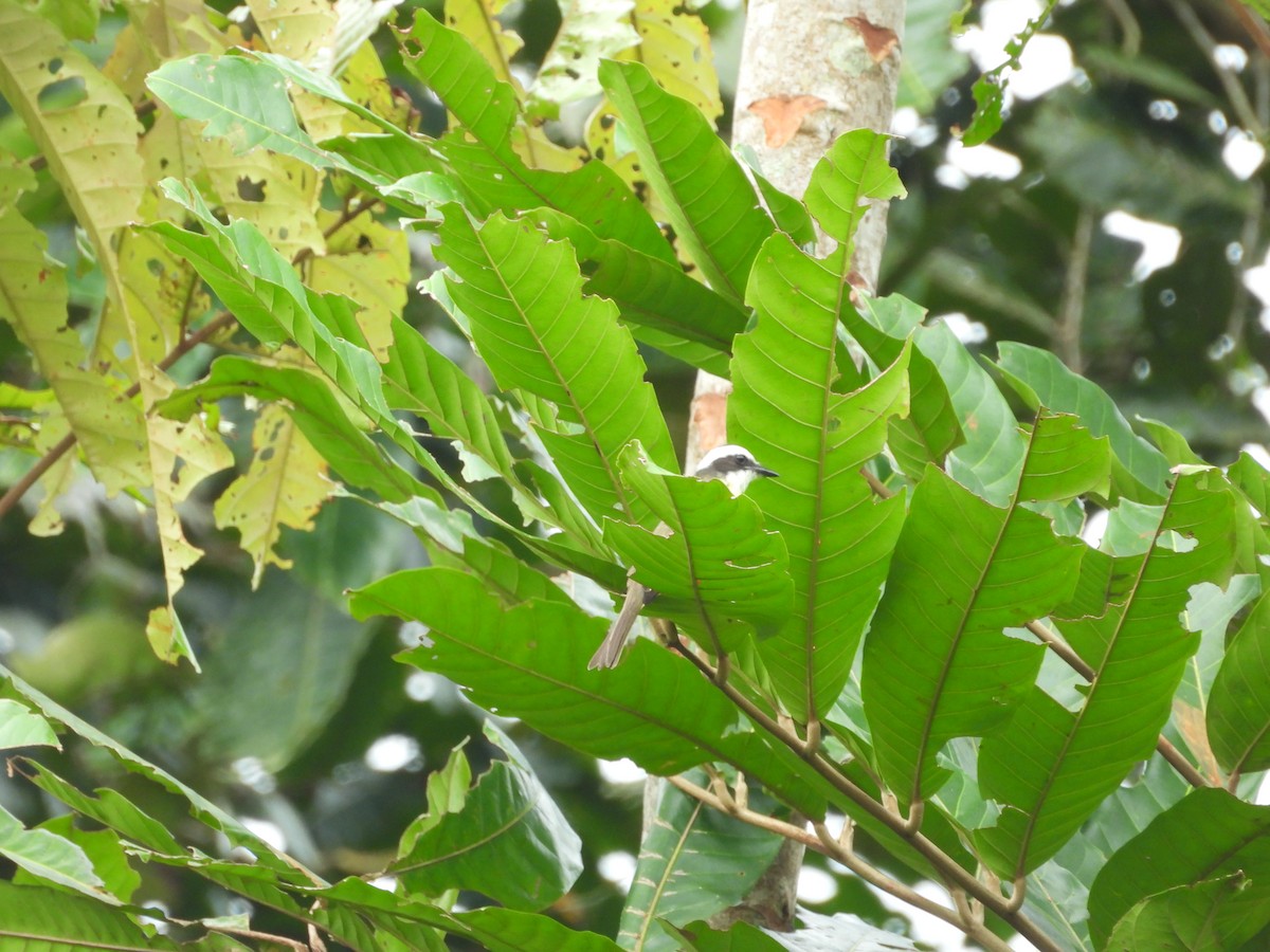 hvitkranstyrann - ML645850773