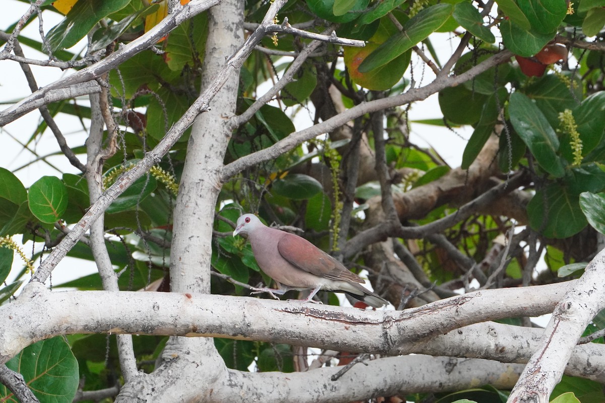 umbradue - ML645850775