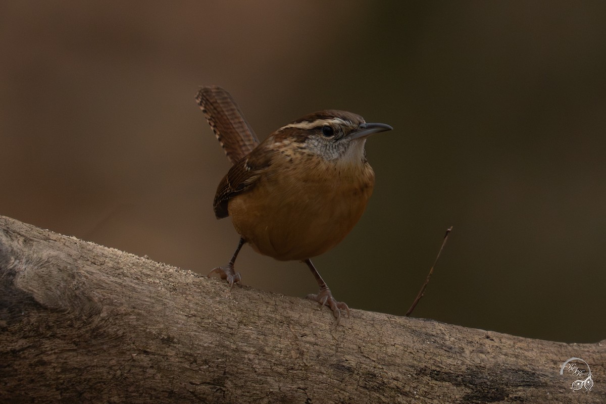 karolinasmett - ML645850776