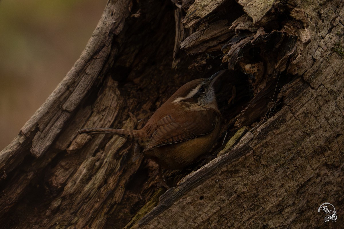 karolinasmett - ML645850777