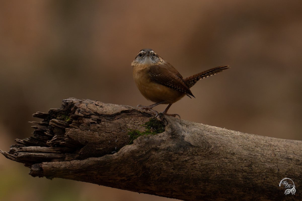 karolinasmett - ML645850778