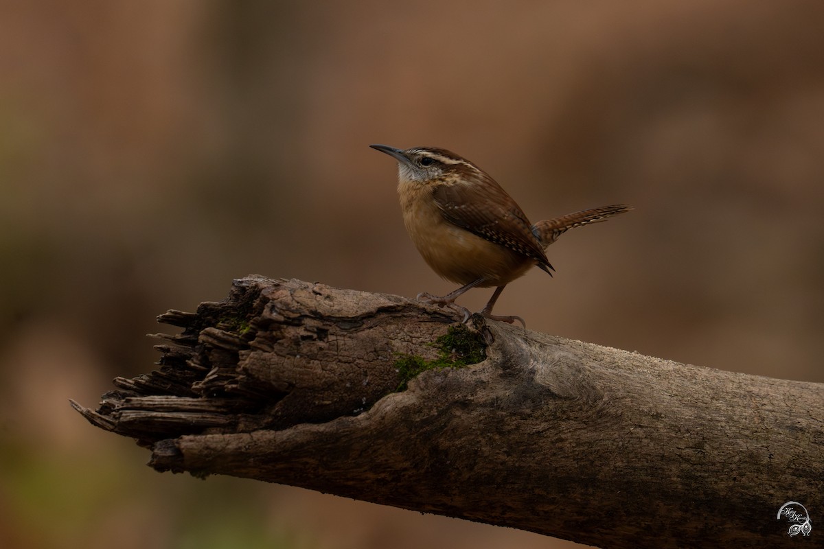 karolinasmett - ML645850779