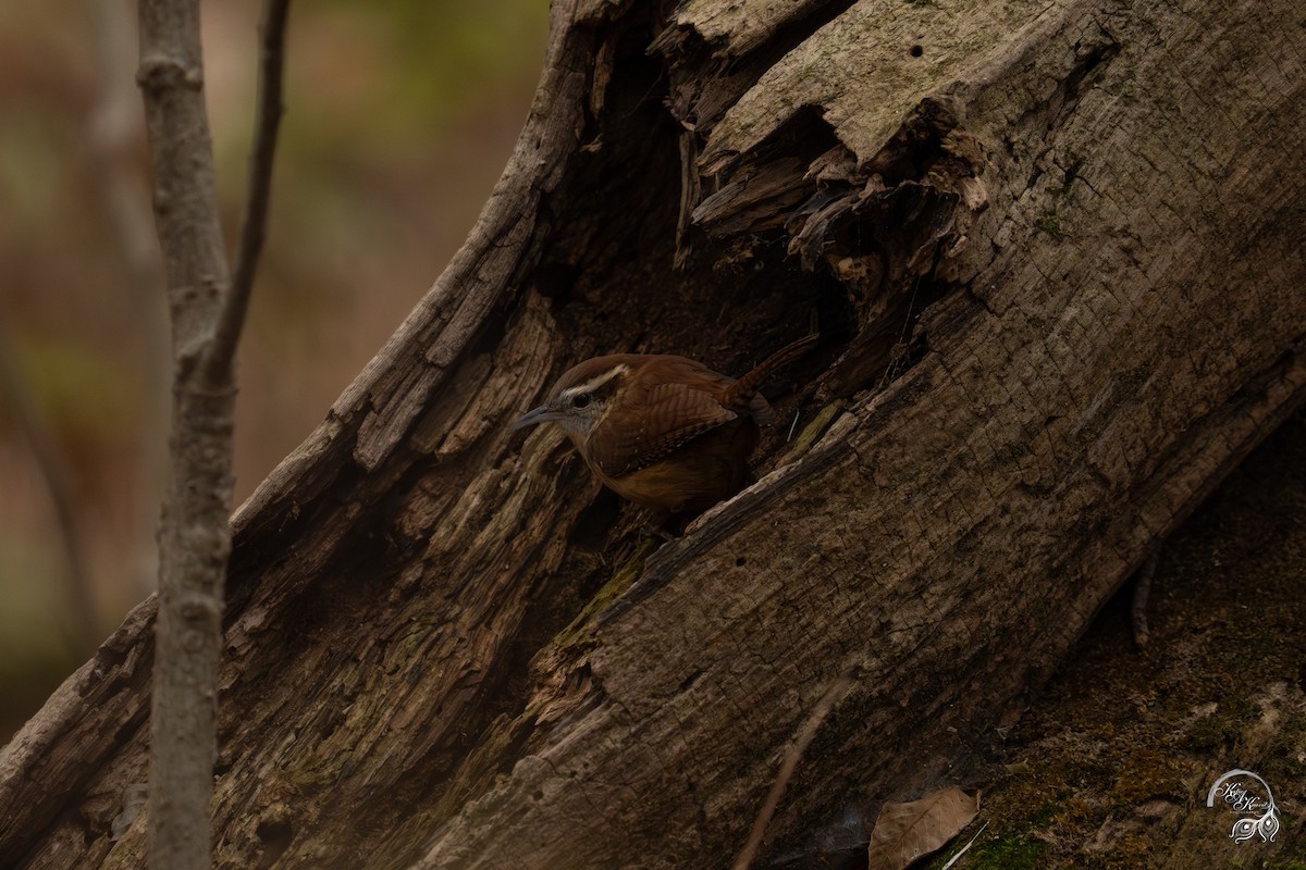 karolinasmett - ML645850780