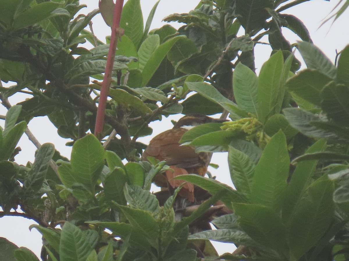 stripeullkrage - ML645850781