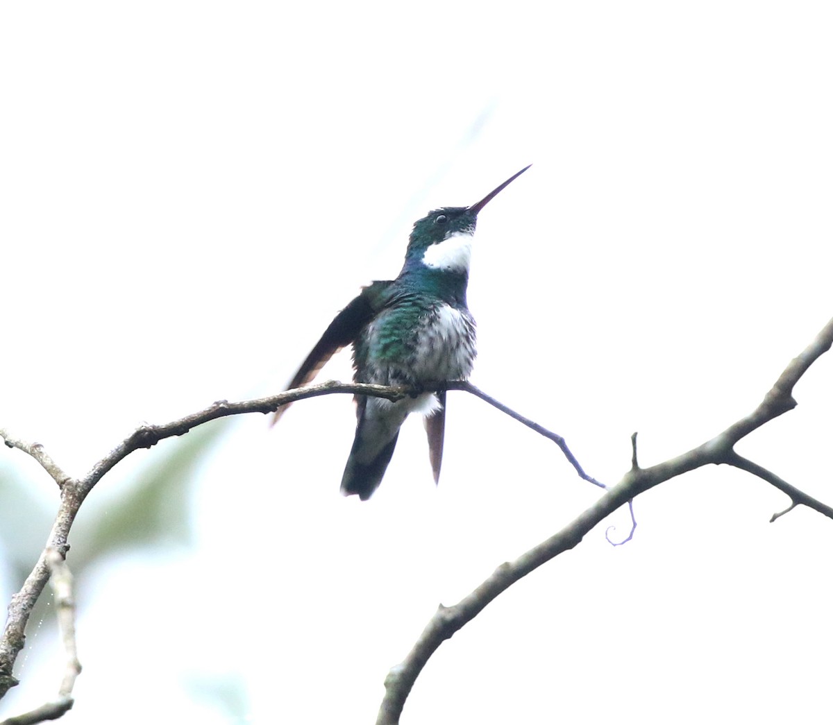 hvitstrupekolibri - ML645850782