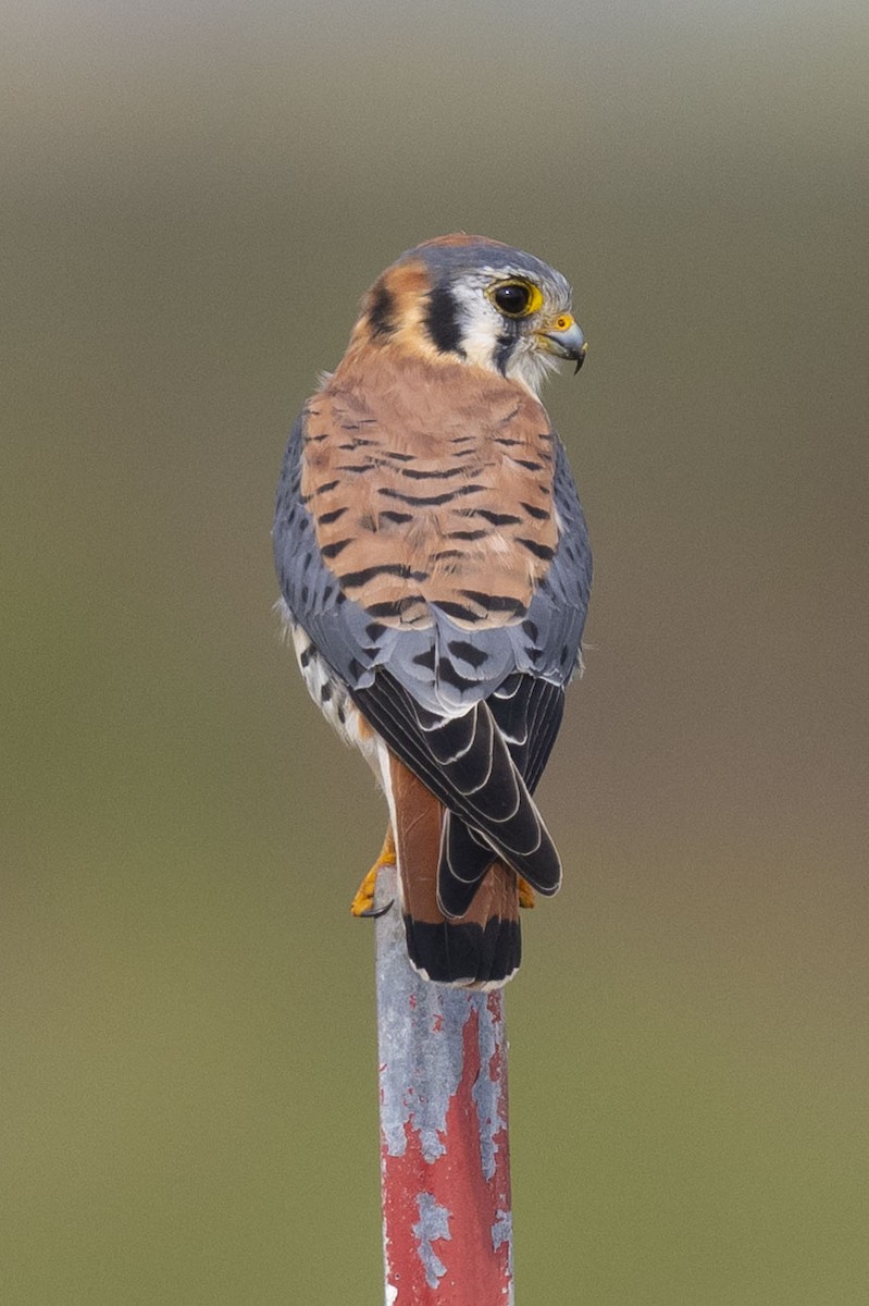 spurvefalk - ML645850783