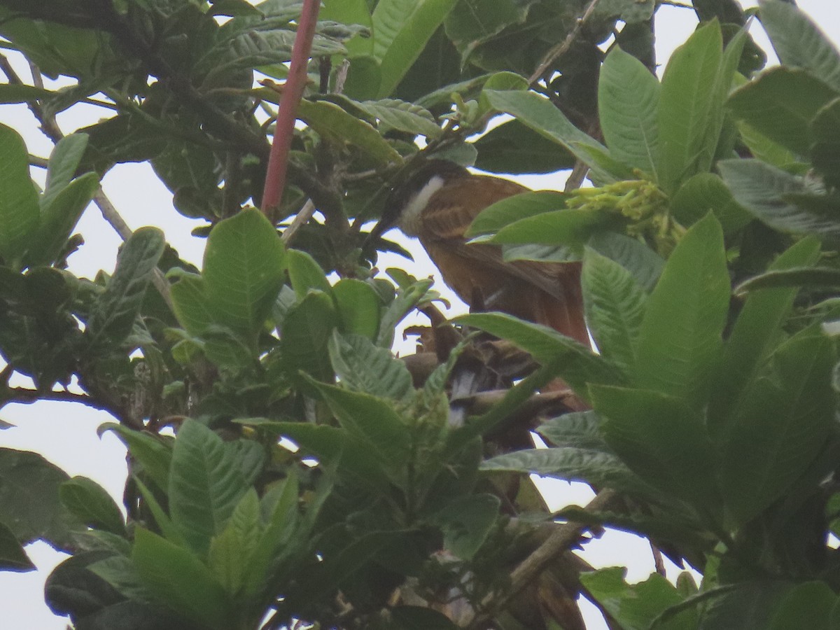 stripeullkrage - ML645850784