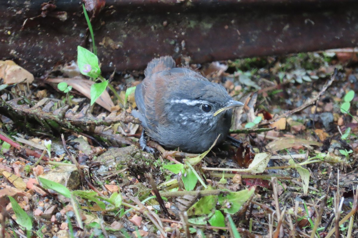 gråbrystskogsmett - ML645850785