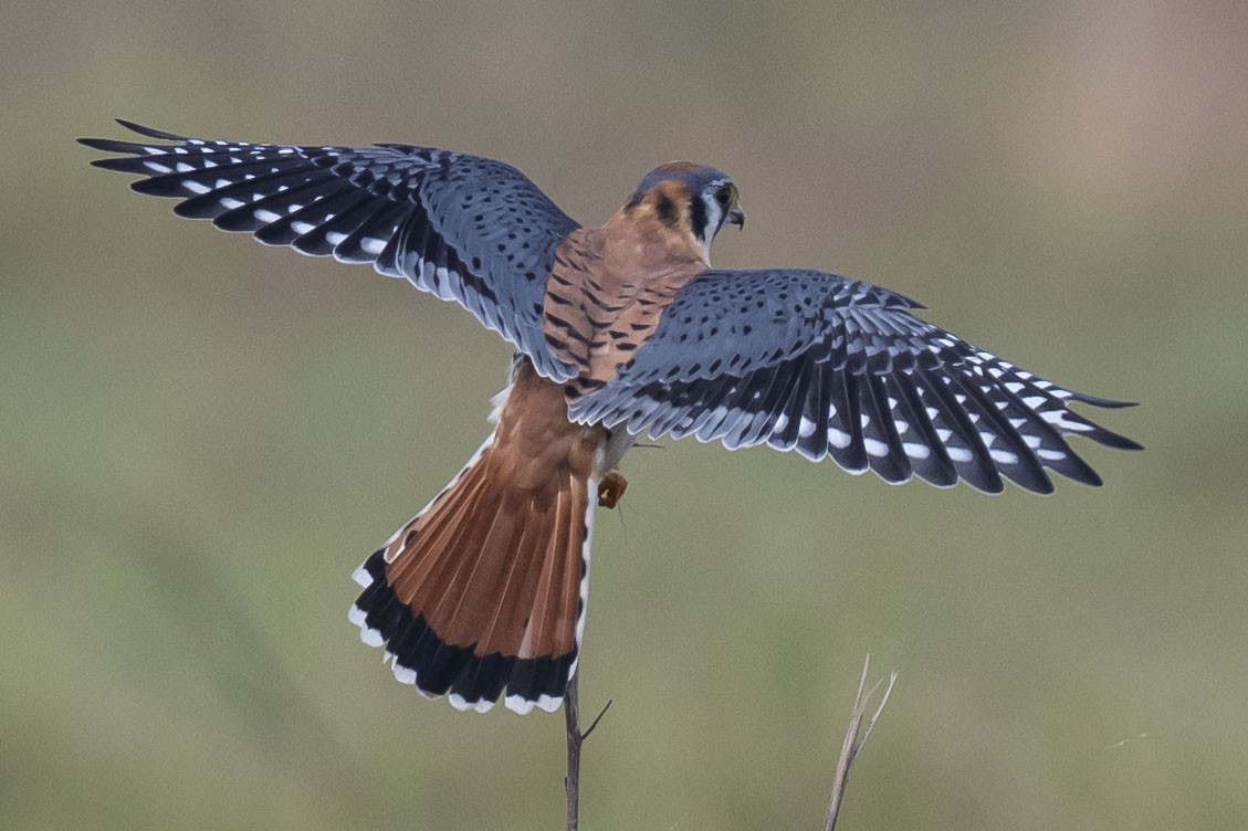 spurvefalk - ML645850787