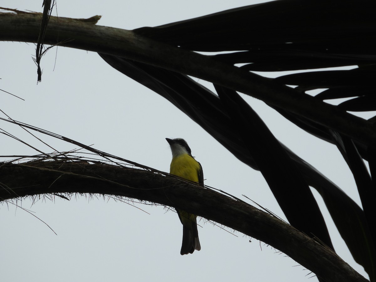 hvitkranstyrann - ML645850789