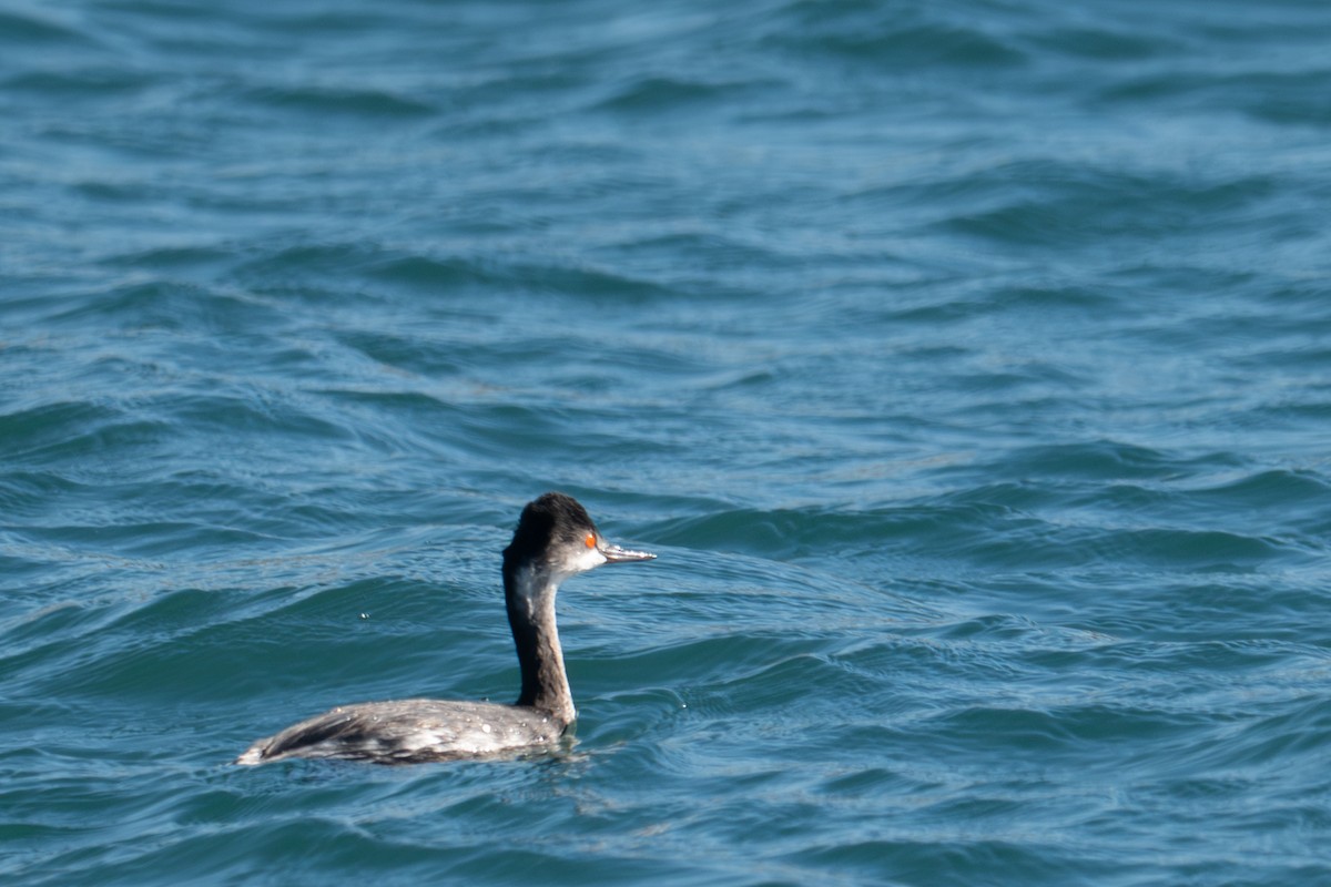 Grèbe à cou noir - ML645850791