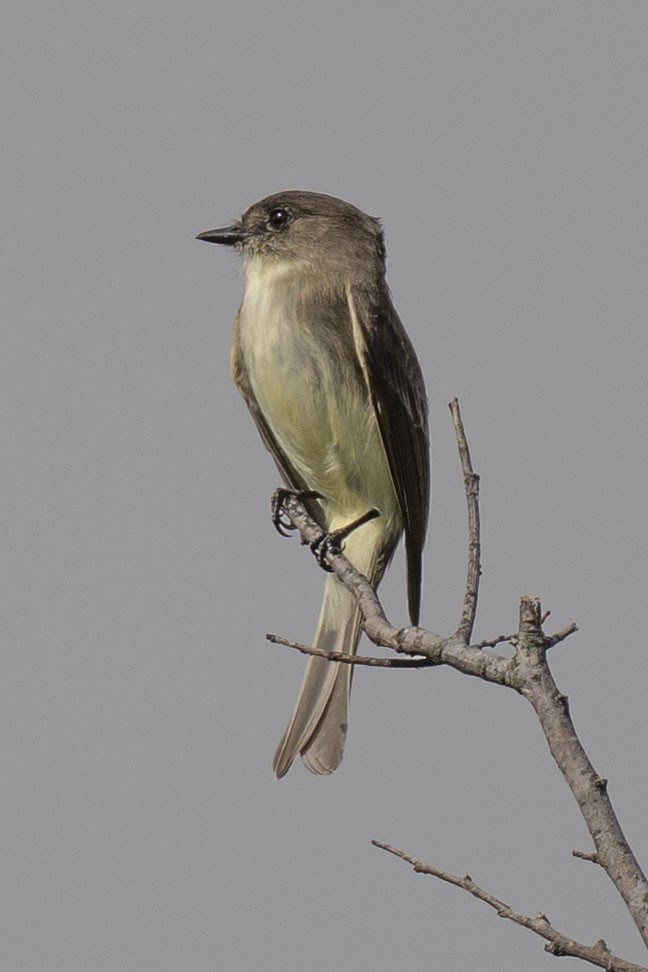 gråfibi - ML645850798