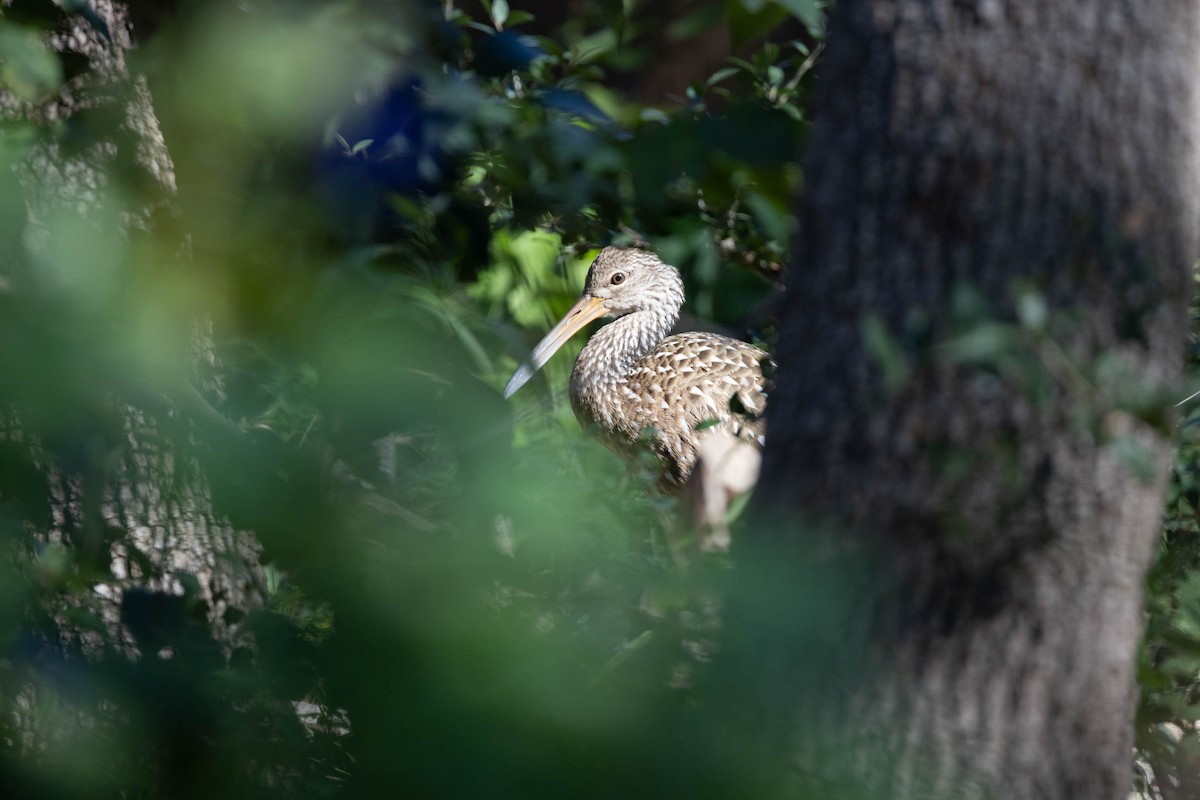 Limpkin - ML645850799