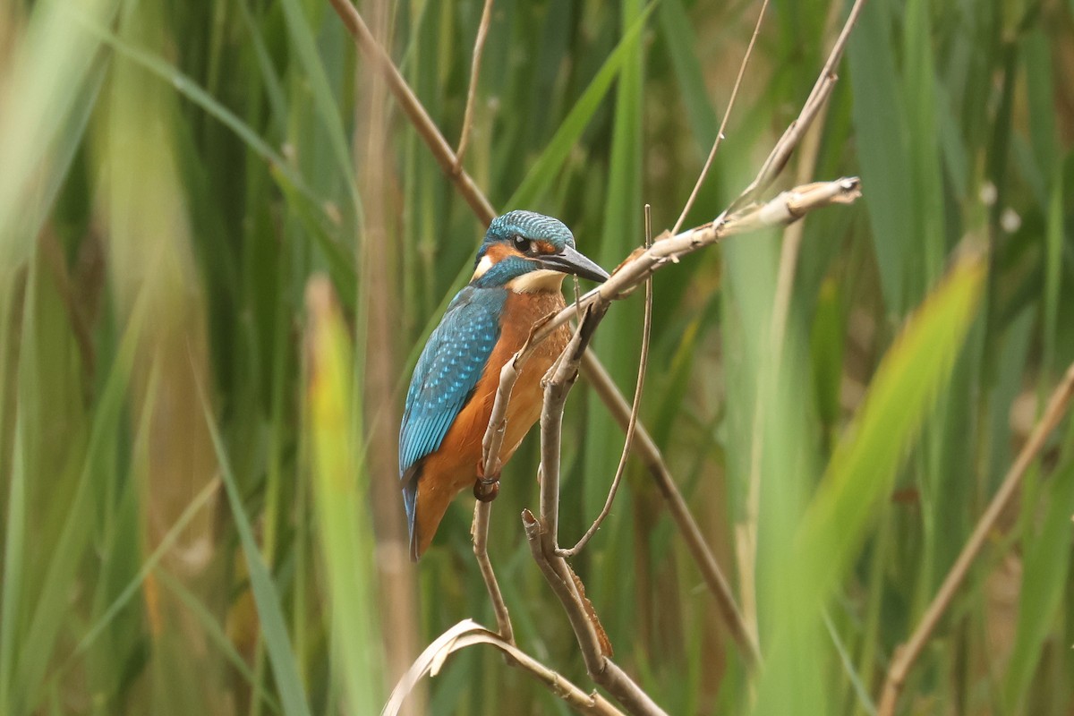 isfugl - ML645850800