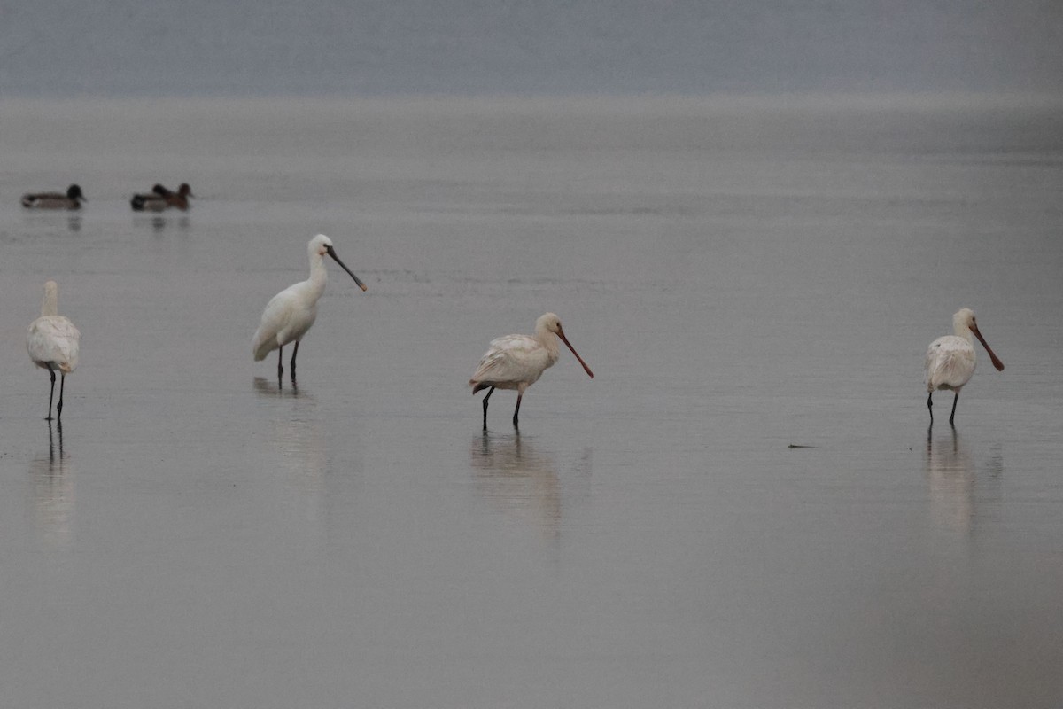 skjestork - ML645850801