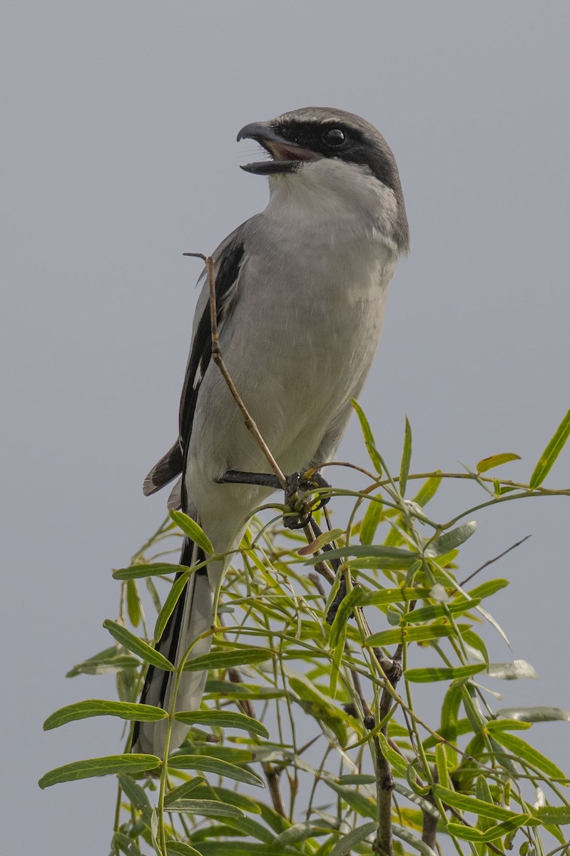 amerikavarsler - ML645850802