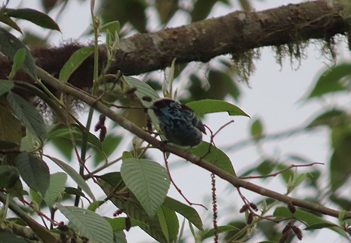 berylltanagar - ML645850804