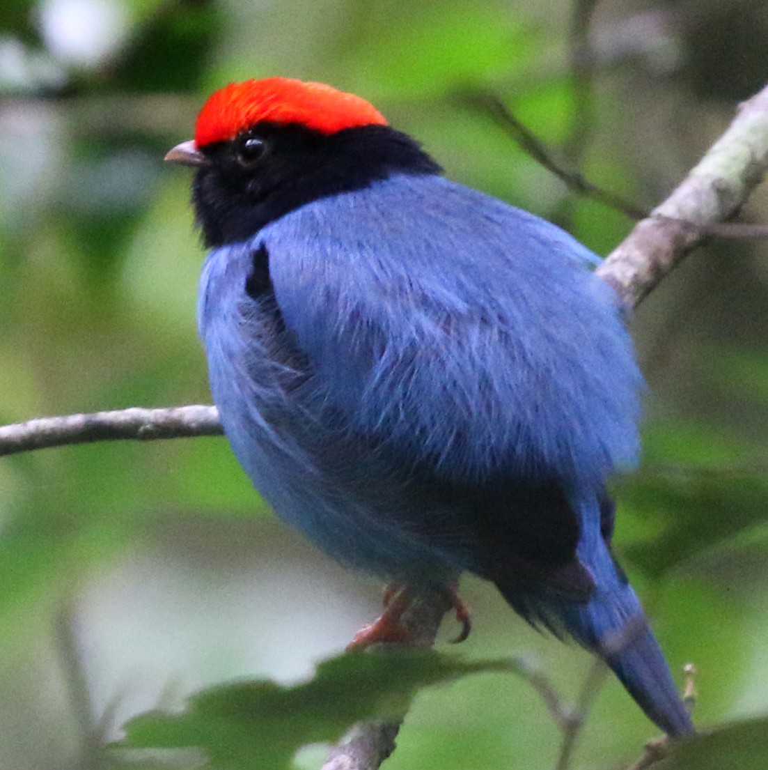 blåmanakin - ML645850805