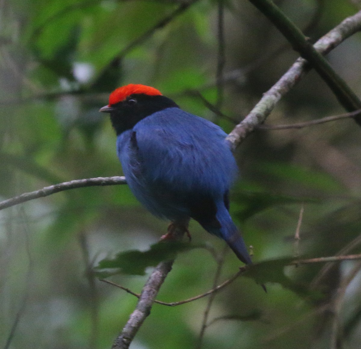 blåmanakin - ML645850807