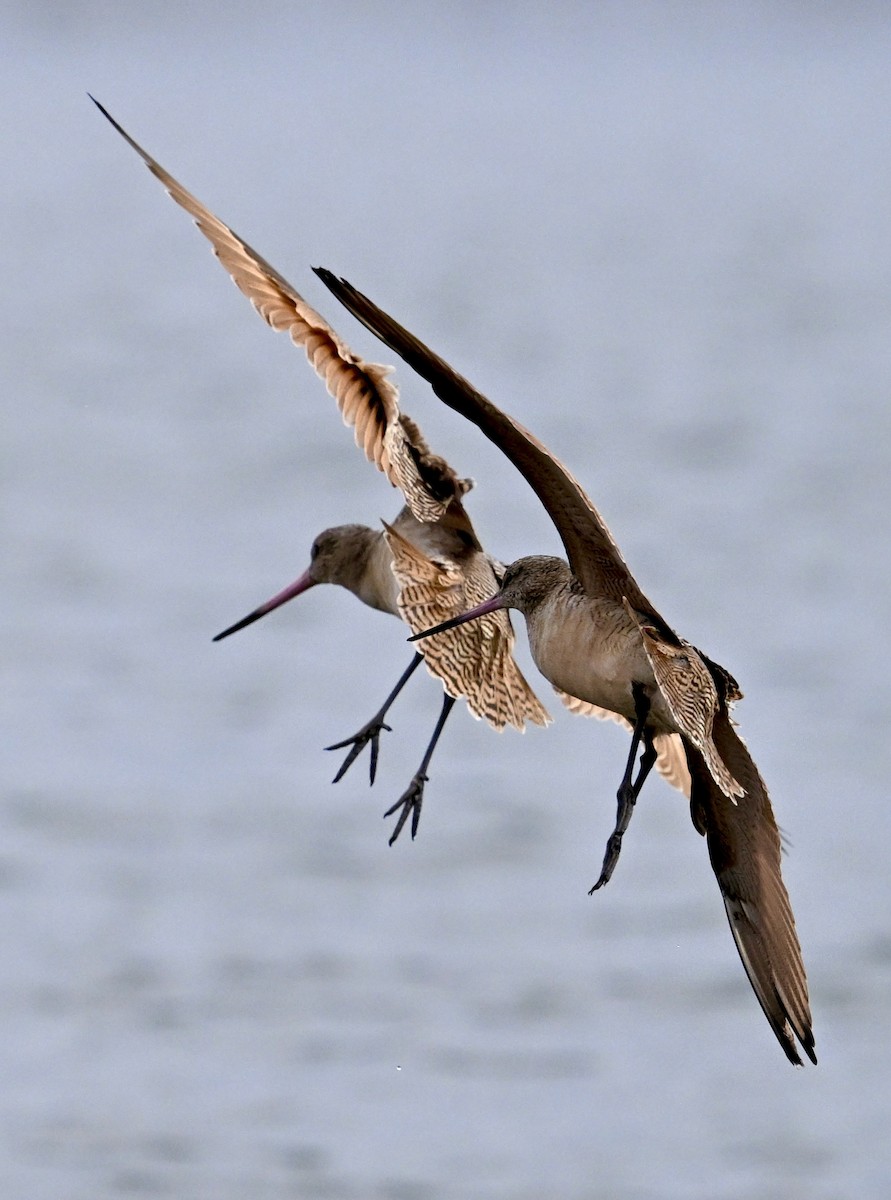 kanelspove - ML645850809