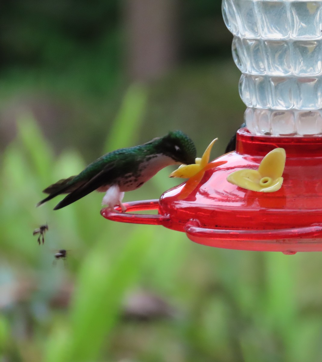 vimpelkolibri - ML645850810