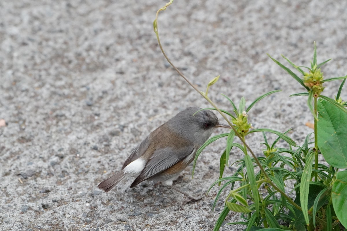 Reunion Gray White-eye - ML645850812