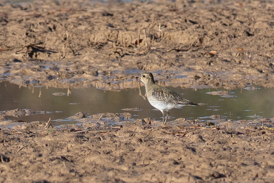 Сивка звичайна - ML645850814