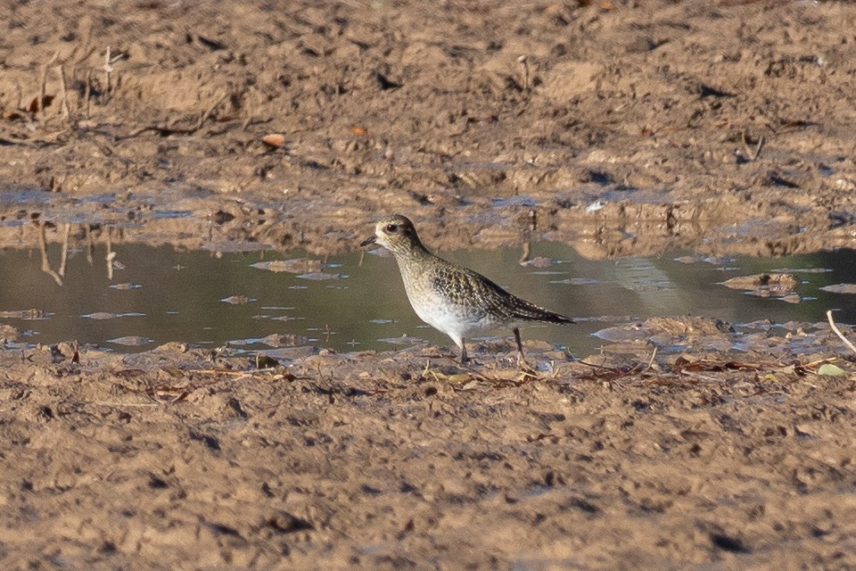 Сивка звичайна - ML645850815