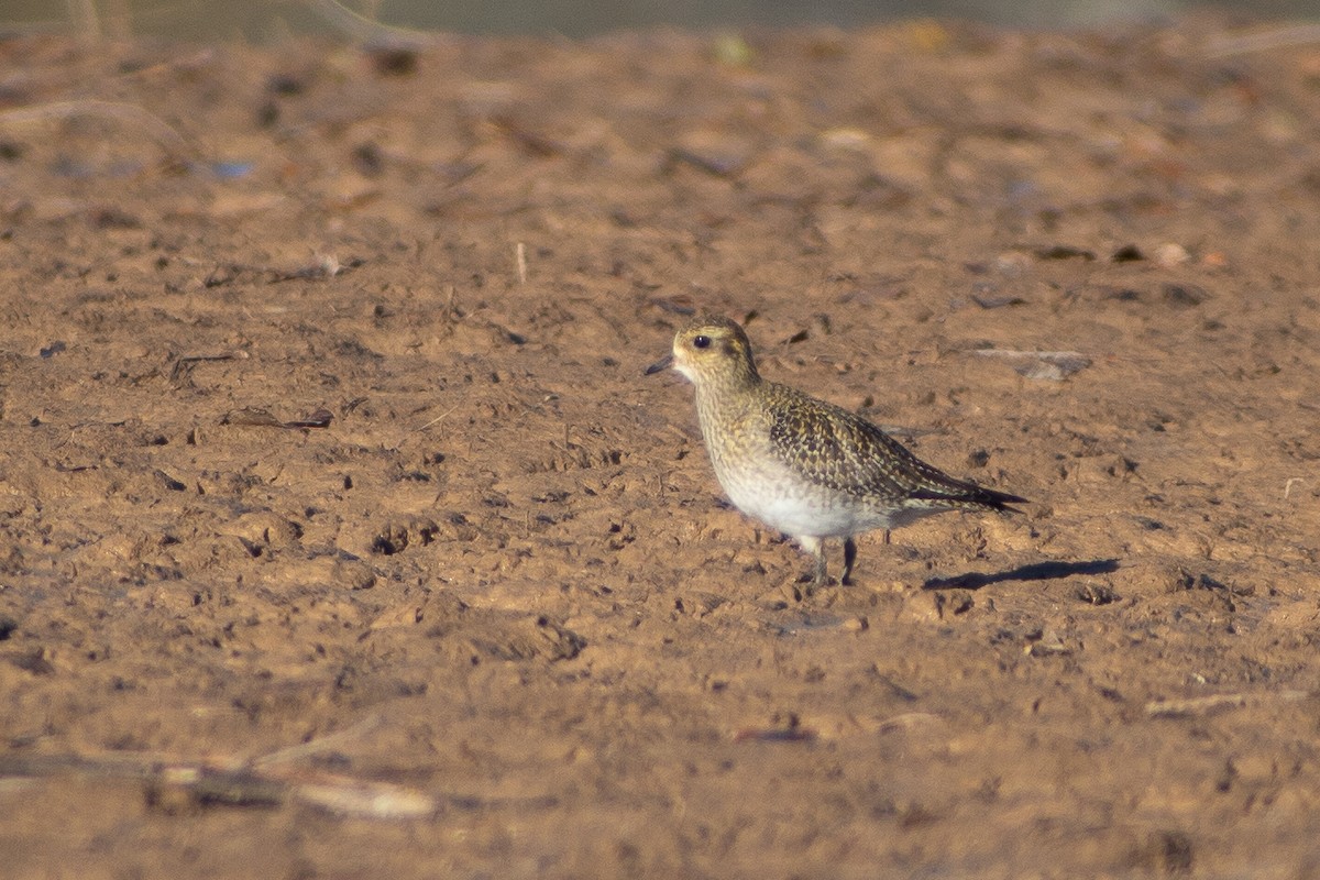 Сивка звичайна - ML645850816
