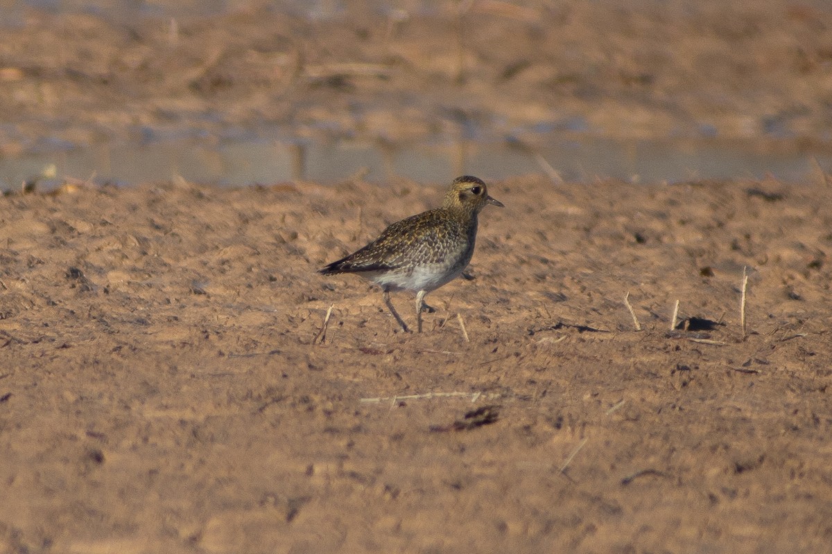 Сивка звичайна - ML645850817