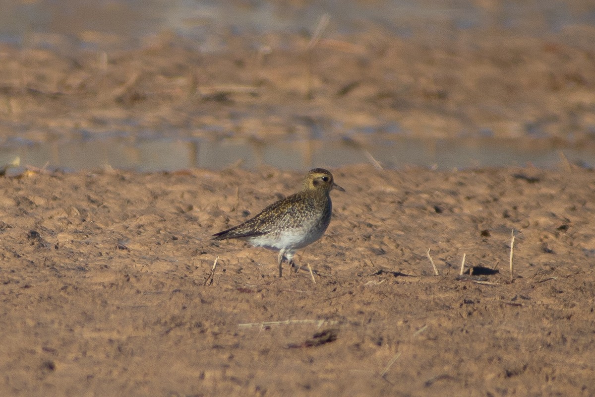 Сивка звичайна - ML645850818