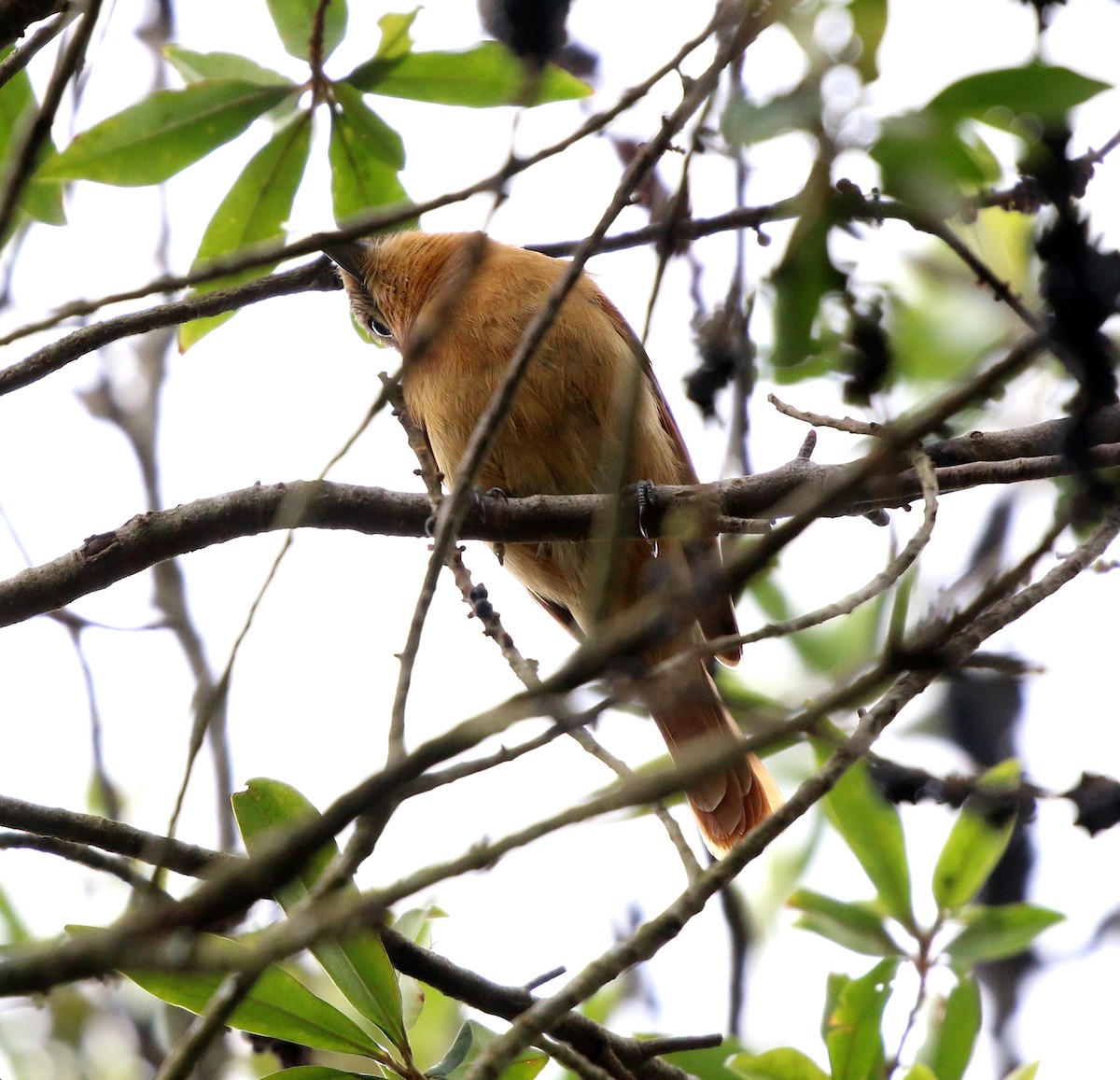 Бекард каштановий - ML645850844